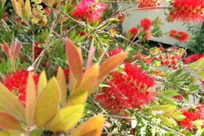 Campeggio sul mare RadaEtrusca: la flora selvatica